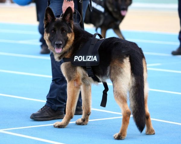 cane-poliziotto.jpg