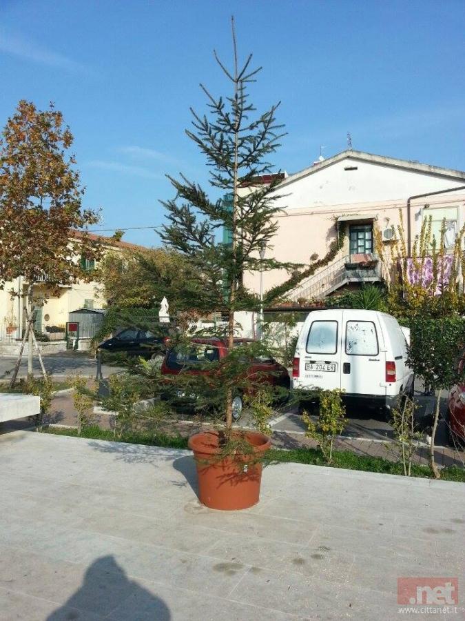 albero-largo-baiocchi.jpg