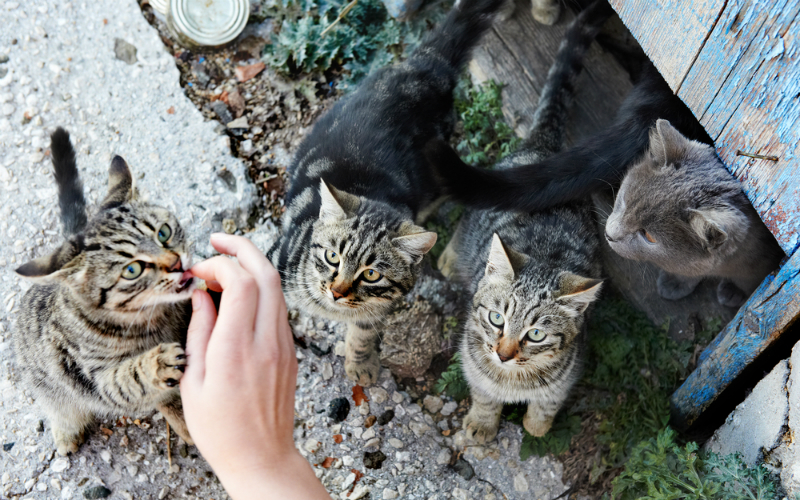 colonie-feline.jpg