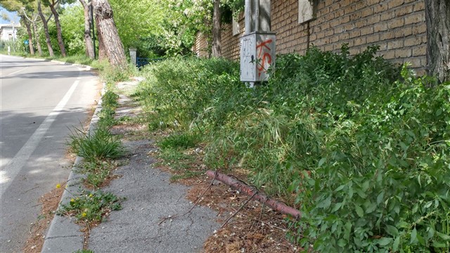 erba-alta-vegetazione-incolta-colli-rancitelli-(4).jpg