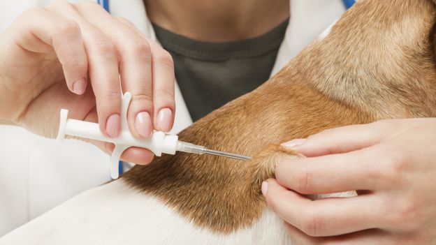 microchip-cani.jpg