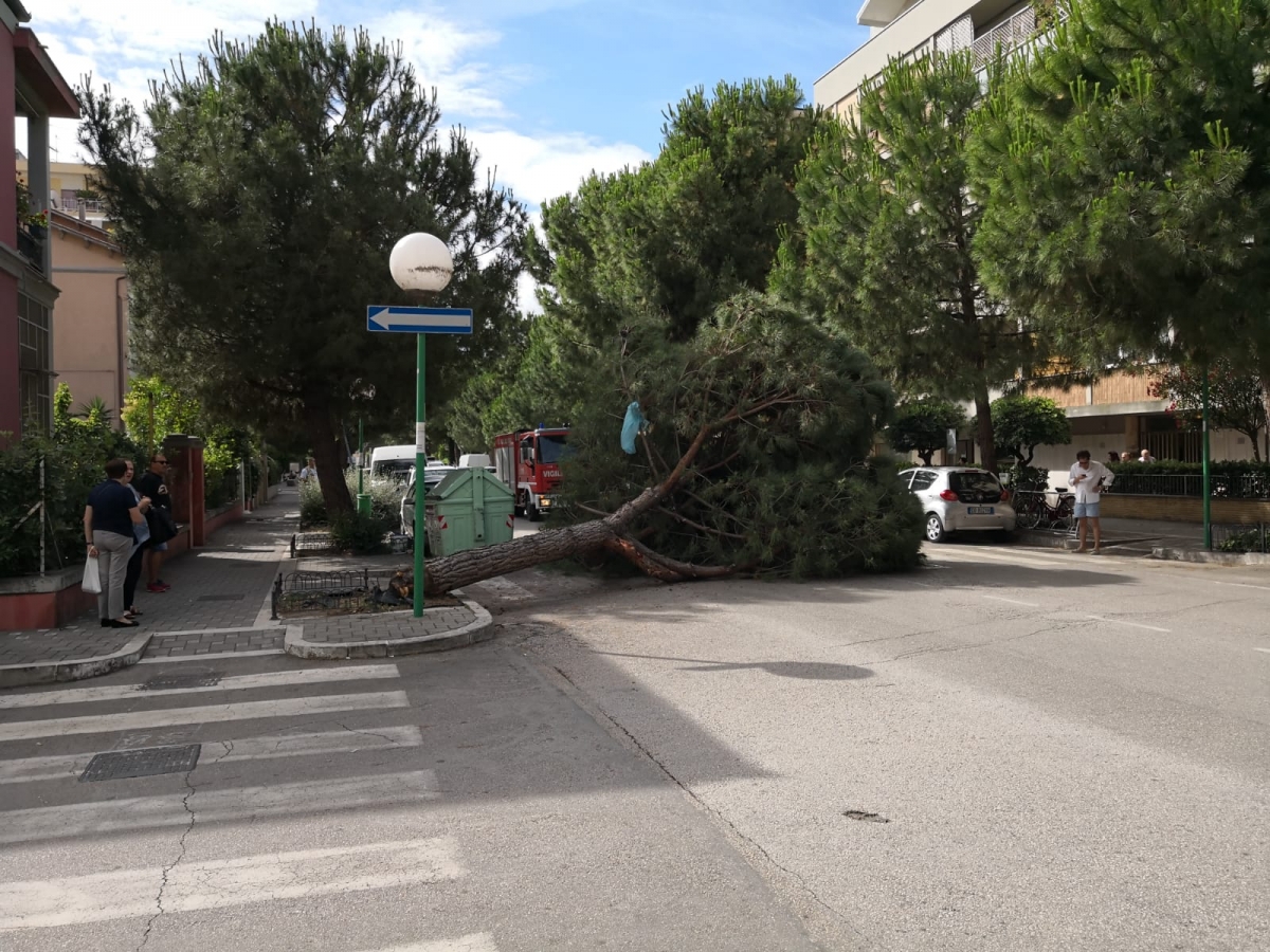albero-caduto-viale-kennedy-2.jpeg