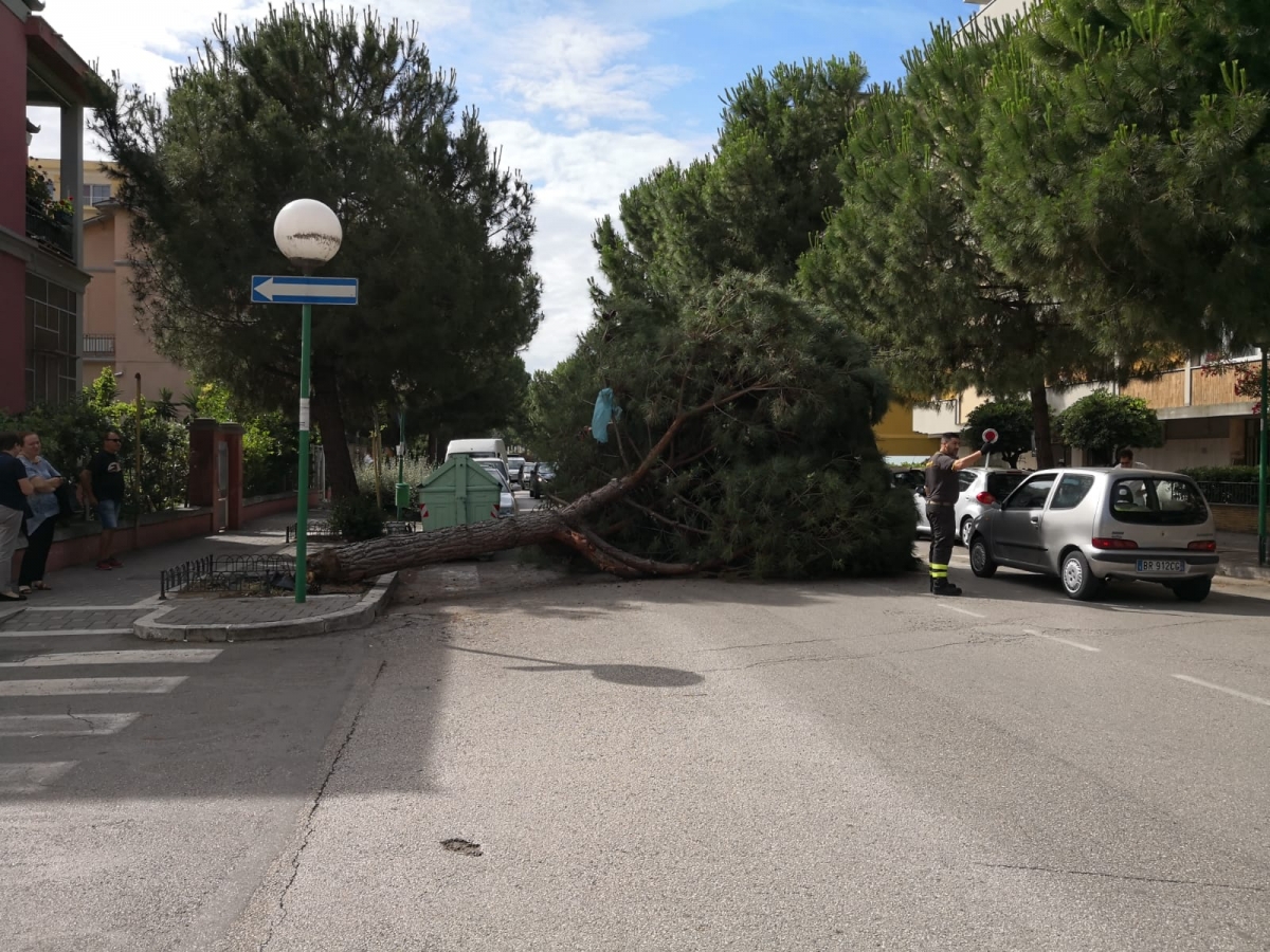 albero-caduto-viale-kennedy.jpeg