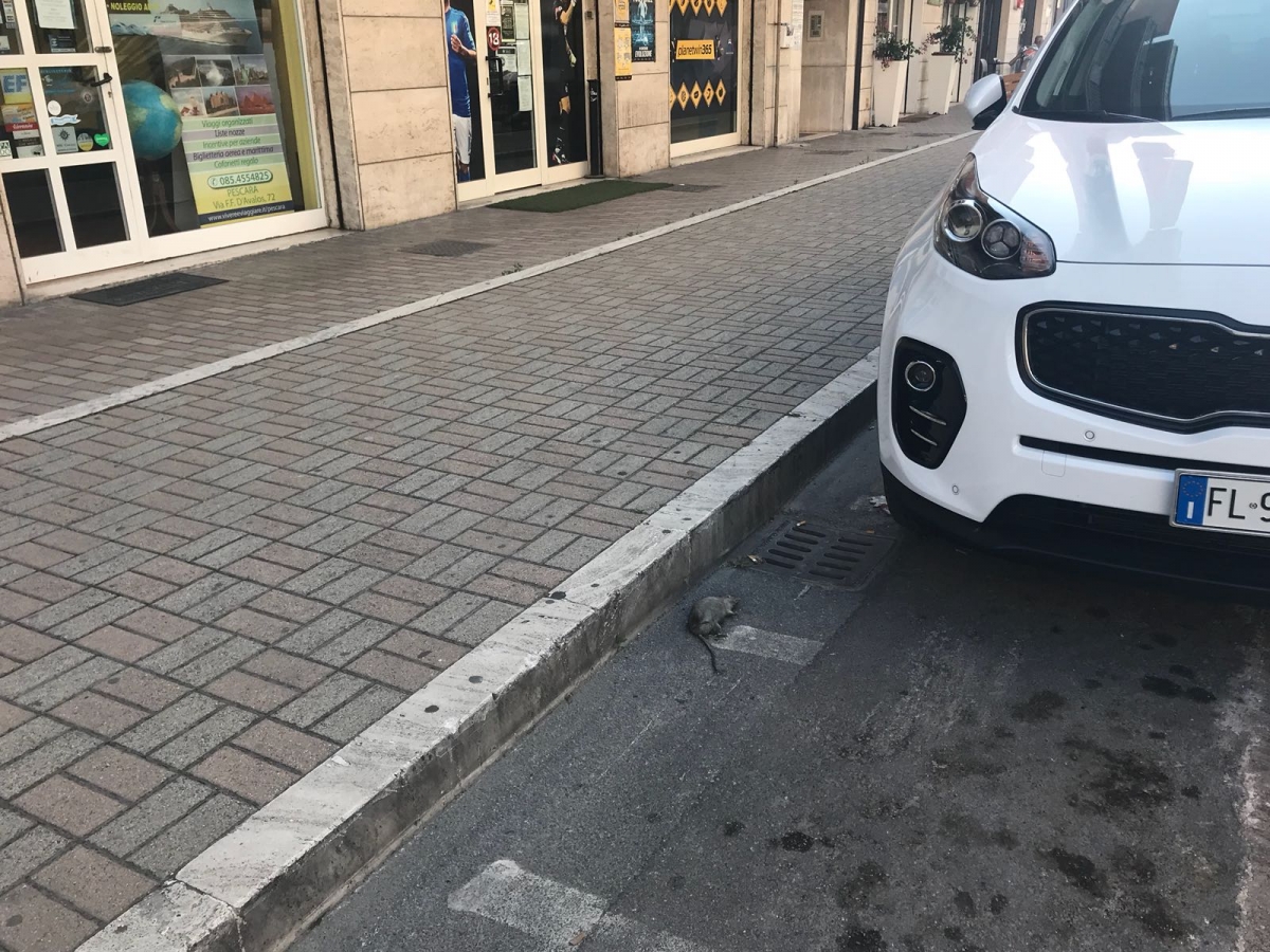 Foto-ratti-in-via-DAvalos1.jpg