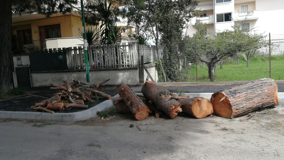 Foto-taglio-alberi10.jpg