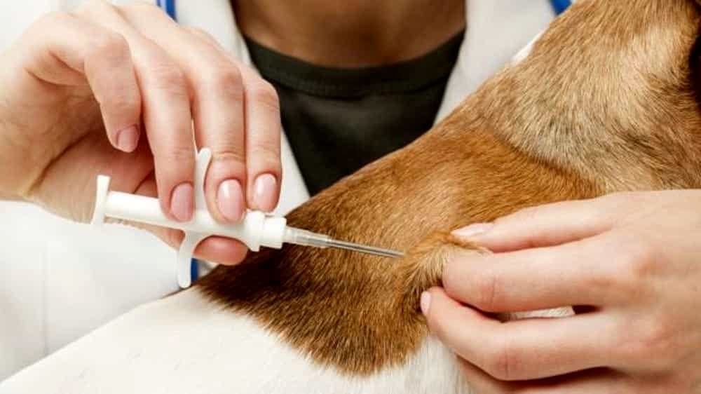 microchip-animali.jpg