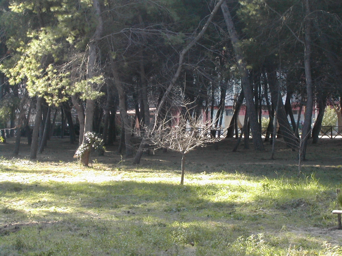 pineta-montesilvano.jpg