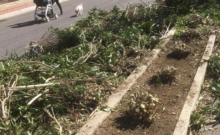 alberi-oleandri-tagliati.jpg