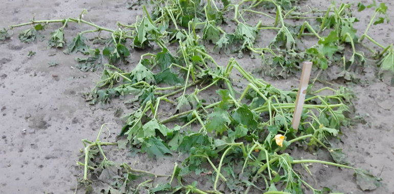 danni-agricoltura-grandine.jpg