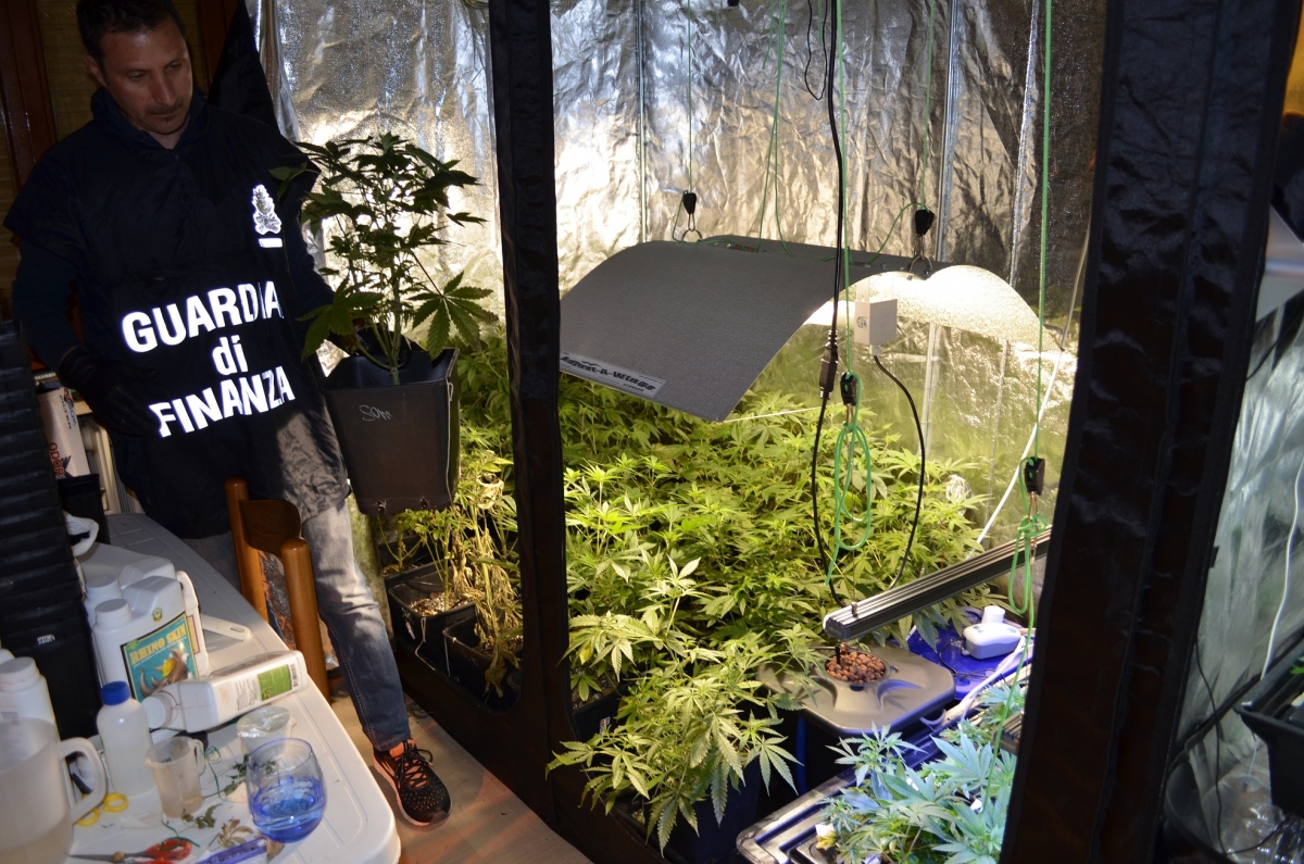 finanza-sequestro-marjuana-(1).JPG