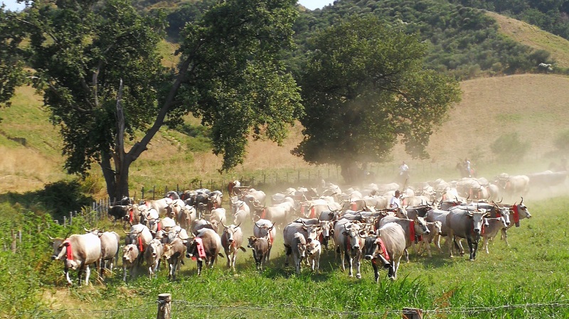 transumanza.jpg