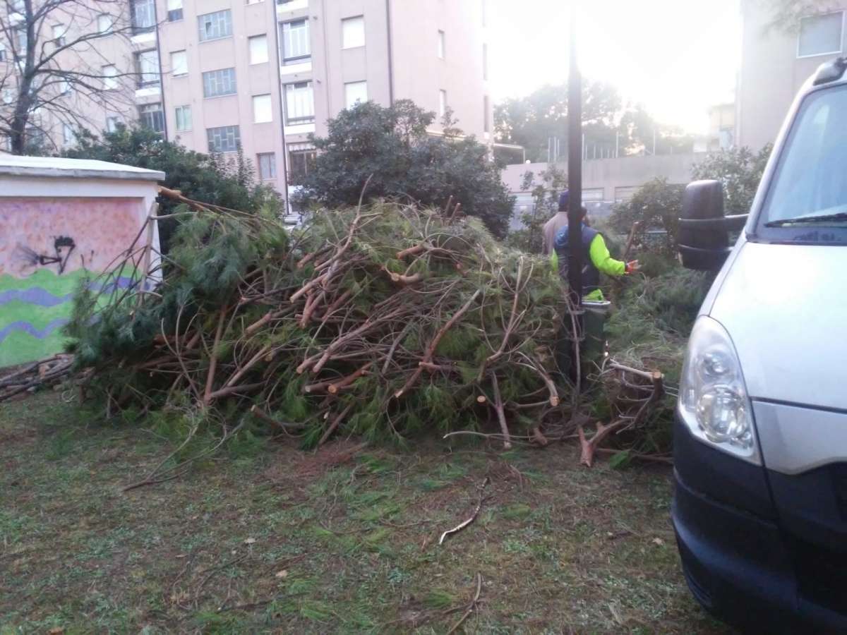 taglio-alberi-(1).jpg