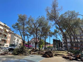 Alberi-tagliati-piazza-Salvo-DAcquisto.jpg