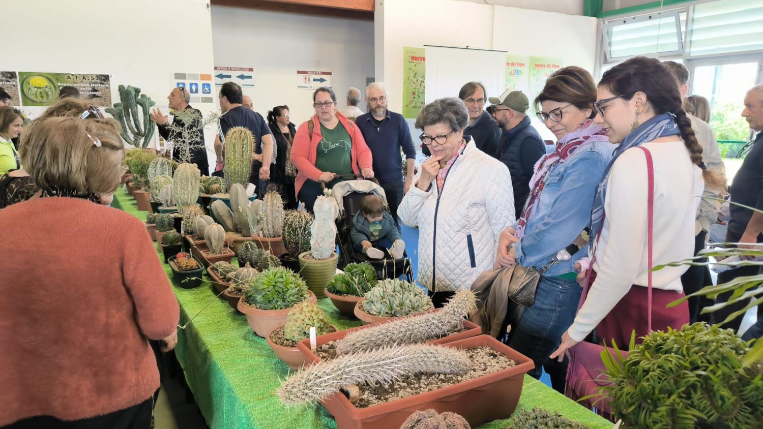 https://www.pescaranews.net/archivi/immagini/2025/M/Mostra-del-fiore-piante-succulente.jpeg
