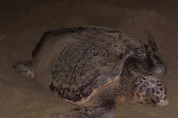 Tartaruga-Caretta-Caretta.jpg
